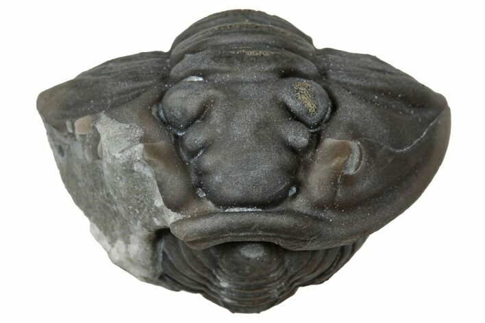 Wide Enrolled Flexicalymene Trilobite - Mt Orab, Ohio #347257